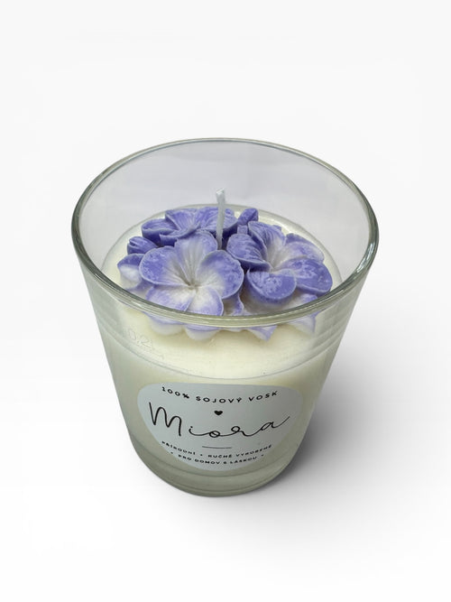 Hortenzie - Fialová